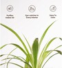 Spider Plant With Aura Metal Pot-Blue