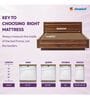 Spinetech Classic 8 Inches Natural Latex Single Size Mattress