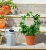 Stem Stalks Vines Set of 4 BlackMetal Plant Stand