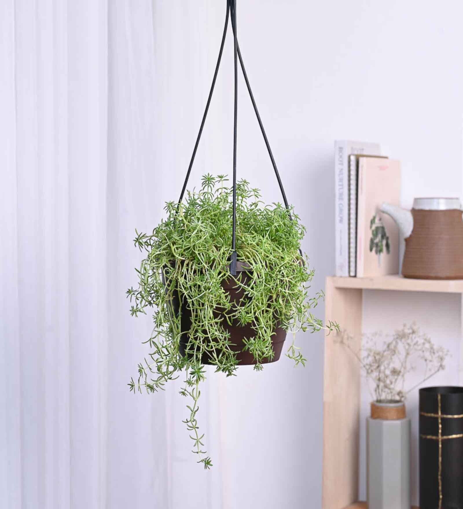 Succulant Sedum Golden Natural Plant With Hanging Ivory Pot