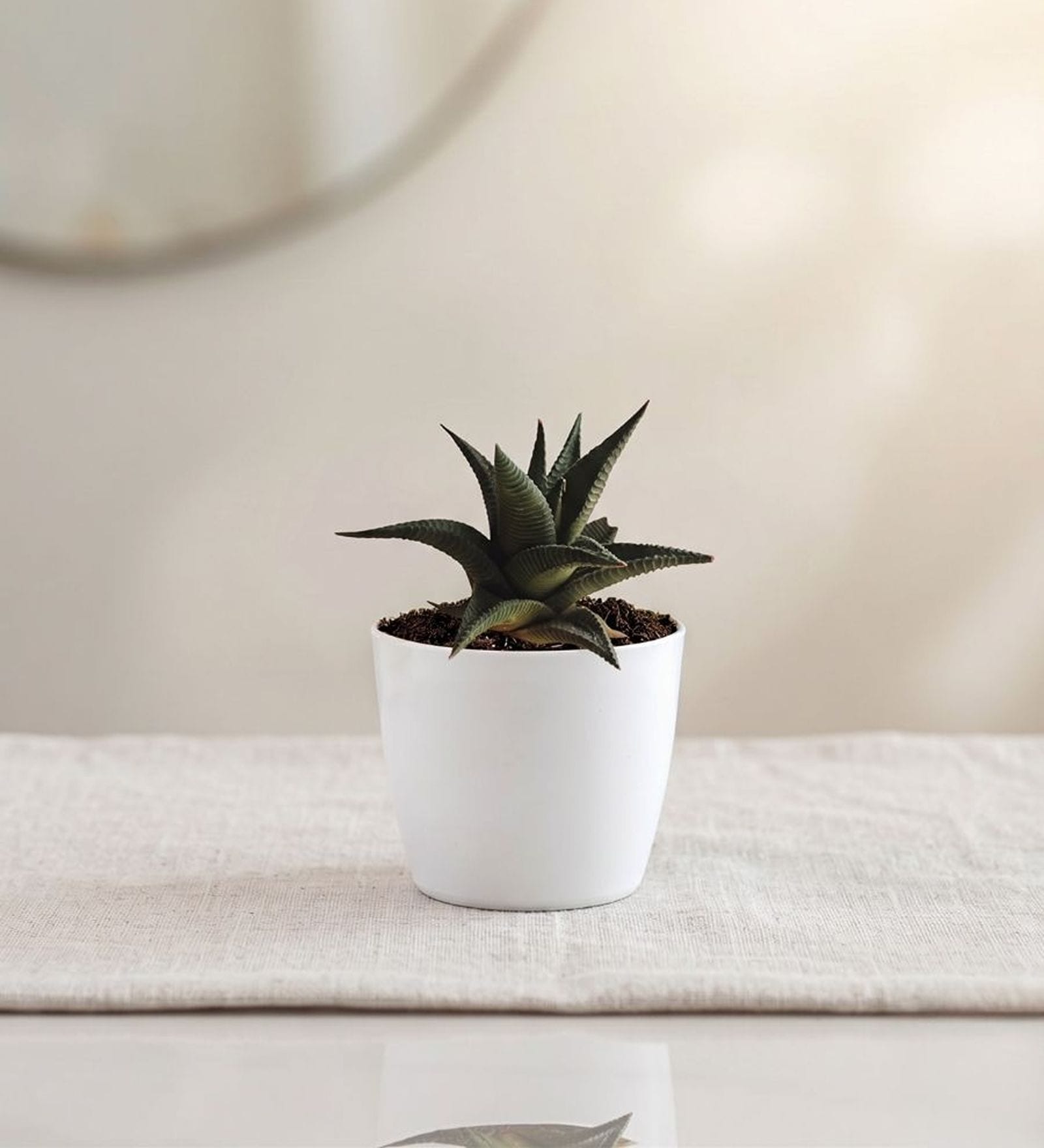 Succulent Haworthia Plant In White Pot