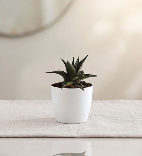 Succulent Haworthia Plant In White Pot