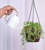 Succulant Sedum Golden Natural Plant With Hanging Ivory Pot
