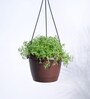 Succulant Sedum Golden Natural Plant With Hanging Ivory Pot