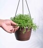 Succulant Sedum Golden Natural Plant With Hanging Ivory Pot