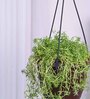 Succulant Sedum Golden Natural Plant With Hanging Ivory Pot
