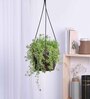 Succulant Sedum Golden Natural Plant With Hanging Ivory Pot