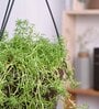 Succulant Sedum Golden Natural Plant With Hanging Ivory Pot