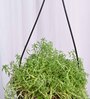Succulant Sedum Golden Natural Plant With Hanging Ivory Pot