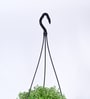 Succulant Sedum Golden Natural Plant With Hanging Ivory Pot