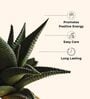 Succulent Haworthia Plant In White Pot