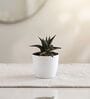 Succulent Haworthia Plant In White Pot