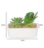 Succulent With Rectangular Flower With Pot