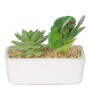 Succulent With Rectangular Flower With Pot