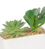 Succulent With Rectangular Flower With Pot
