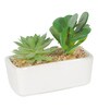 Succulent With Rectangular Flower With Pot