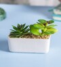 Succulent With Rectangular Flower With Pot