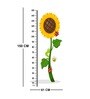 Sunflower in Multicolour Height Chart