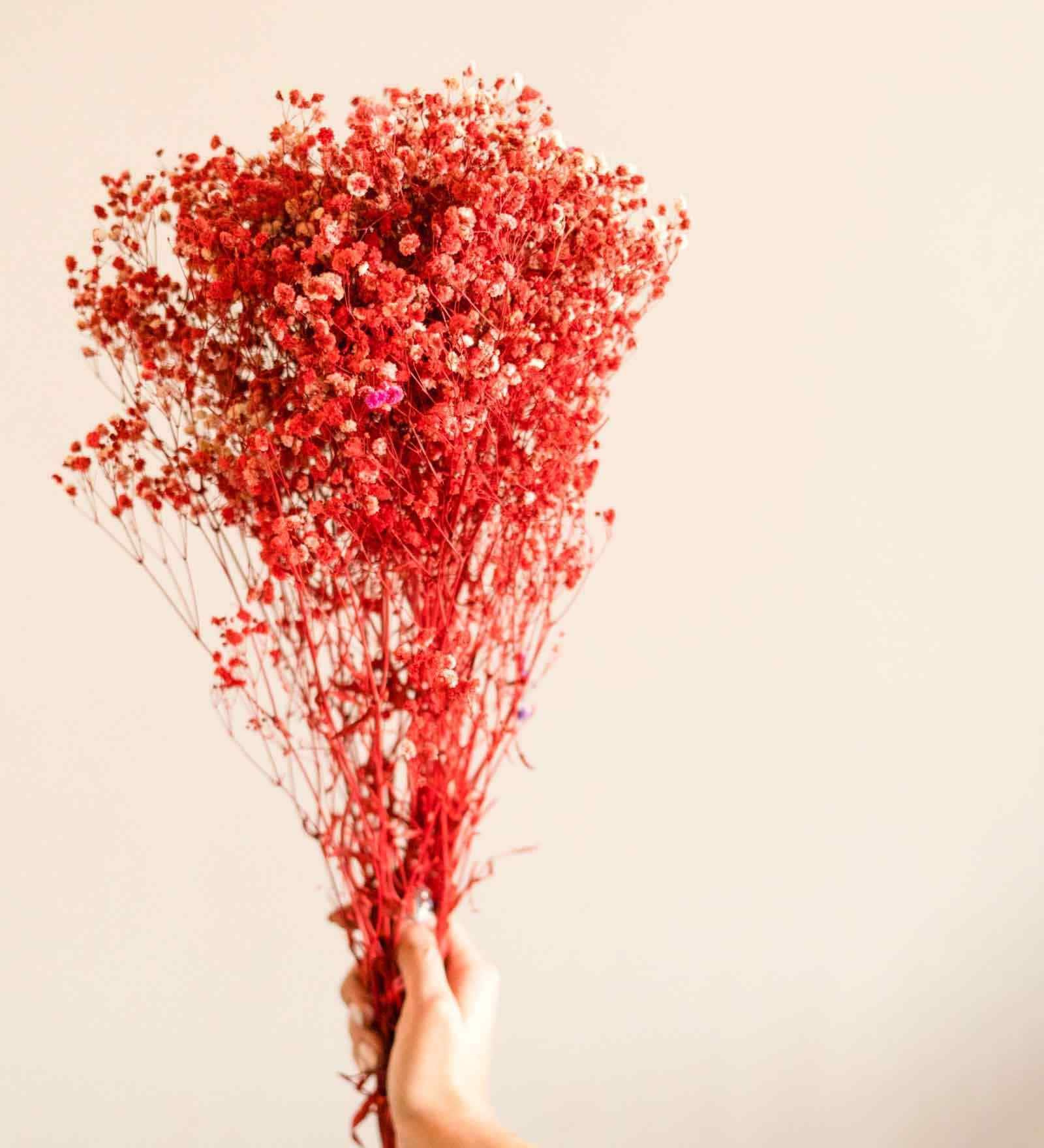 Sweet Sprout Baby Breaths Red Dried Flowers Set of 5 Stems