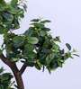 Artificial Sweet Bay Three Ball Topiary Tree Plant with Pot
