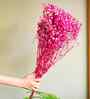 Sweet Sprout Baby Breaths Pink Dried Flowers Set of 5 Stems
