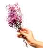 Sweet Sprout Baby Breaths Purple Dried Flowers Set of 5 Stems