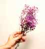 Sweet Sprout Baby Breaths Purple Dried Flowers Set of 5 Stems