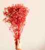 Sweet Sprout Baby Breaths Red Dried Flowers Set of 5 Stems