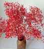 Sweet Sprout Baby Breaths Red Dried Flowers Set of 5 Stems
