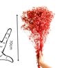 Sweet Sprout Baby Breaths Red Dried Flowers Set of 5 Stems