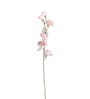 Sweetpea Pink Flowers