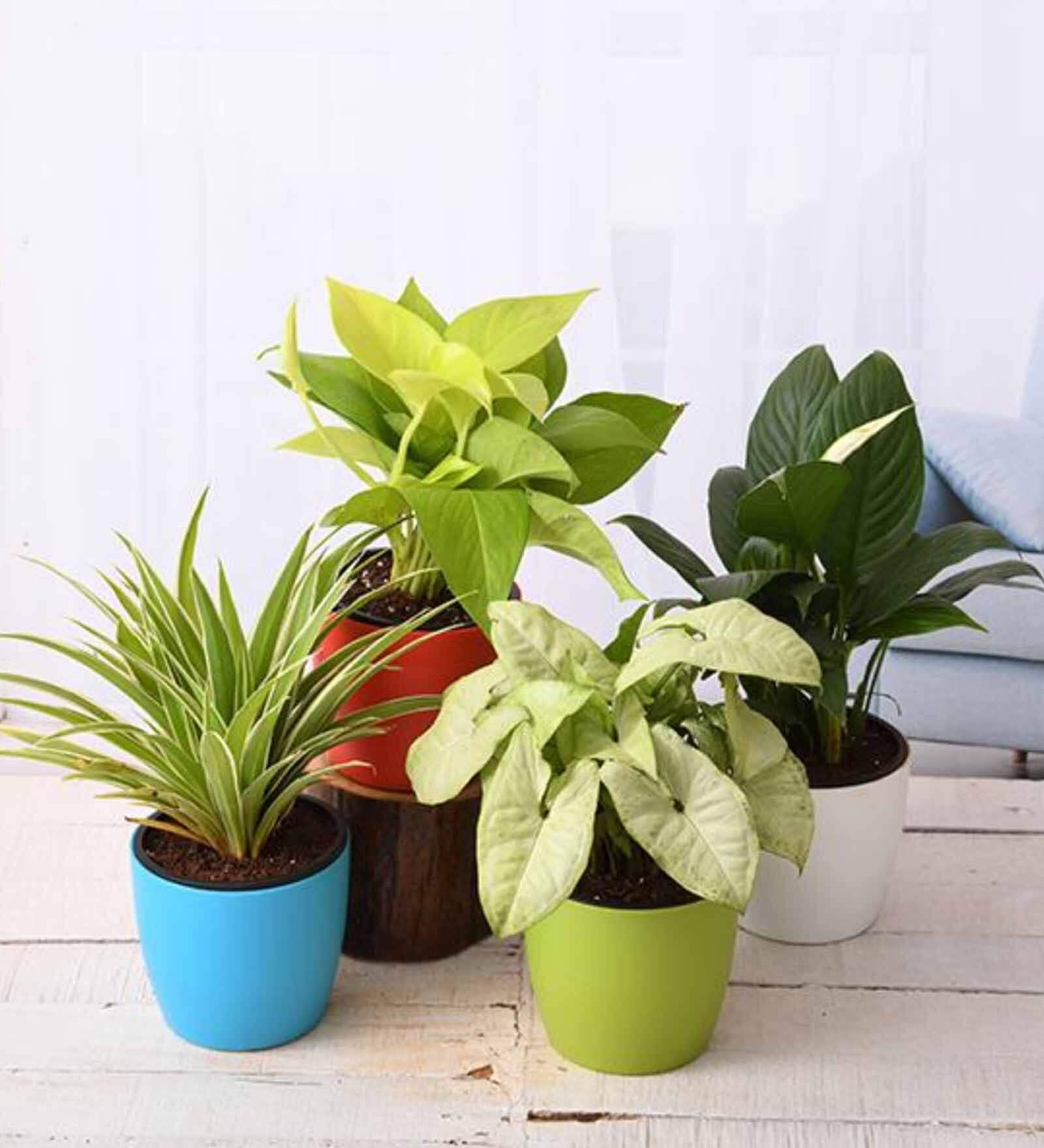 Syngonium, Money , Spider , Peace Lily Natural Plant