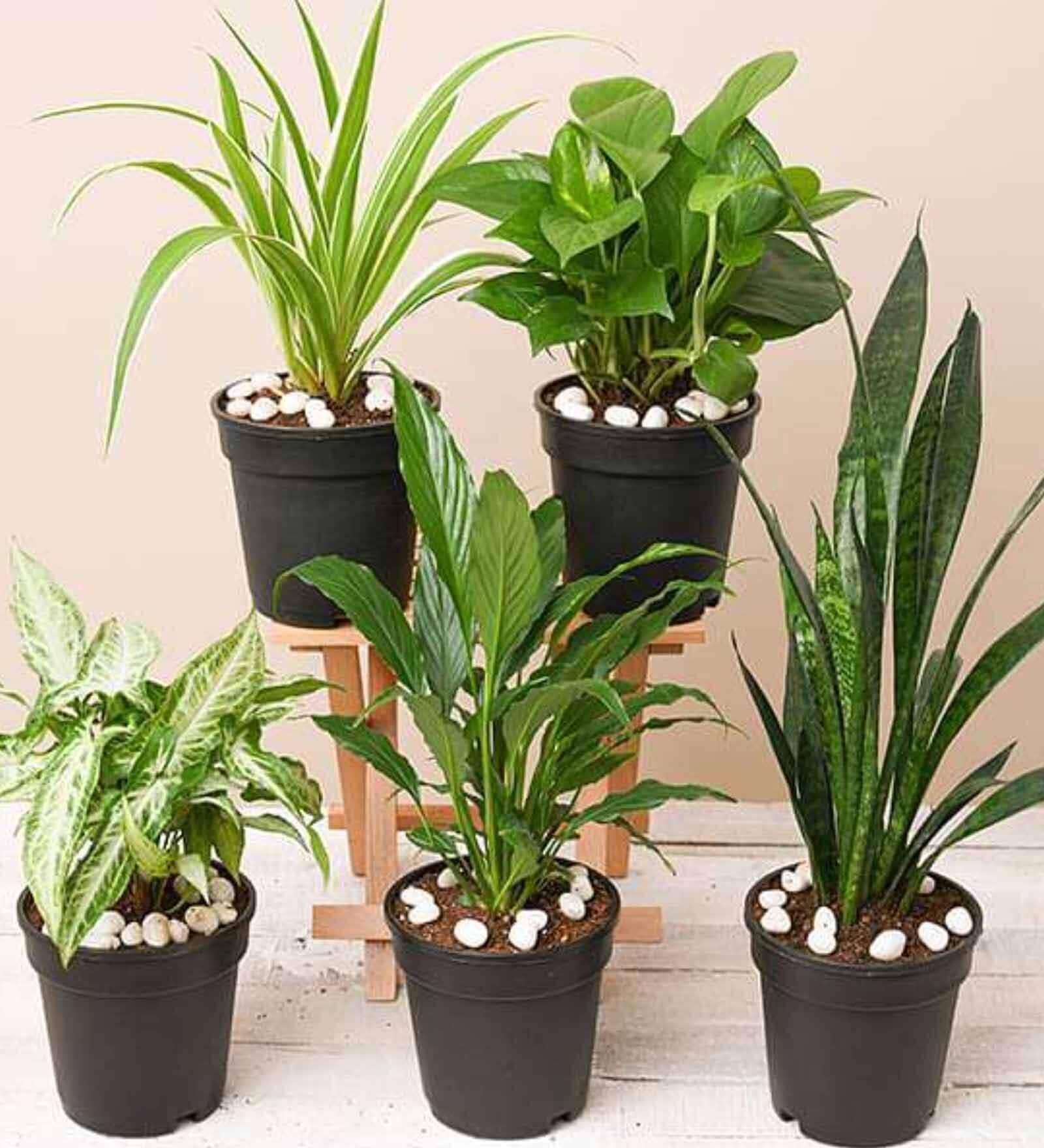 Syngonium, Spider , Peace Lily, Snake , Money Natural Plant