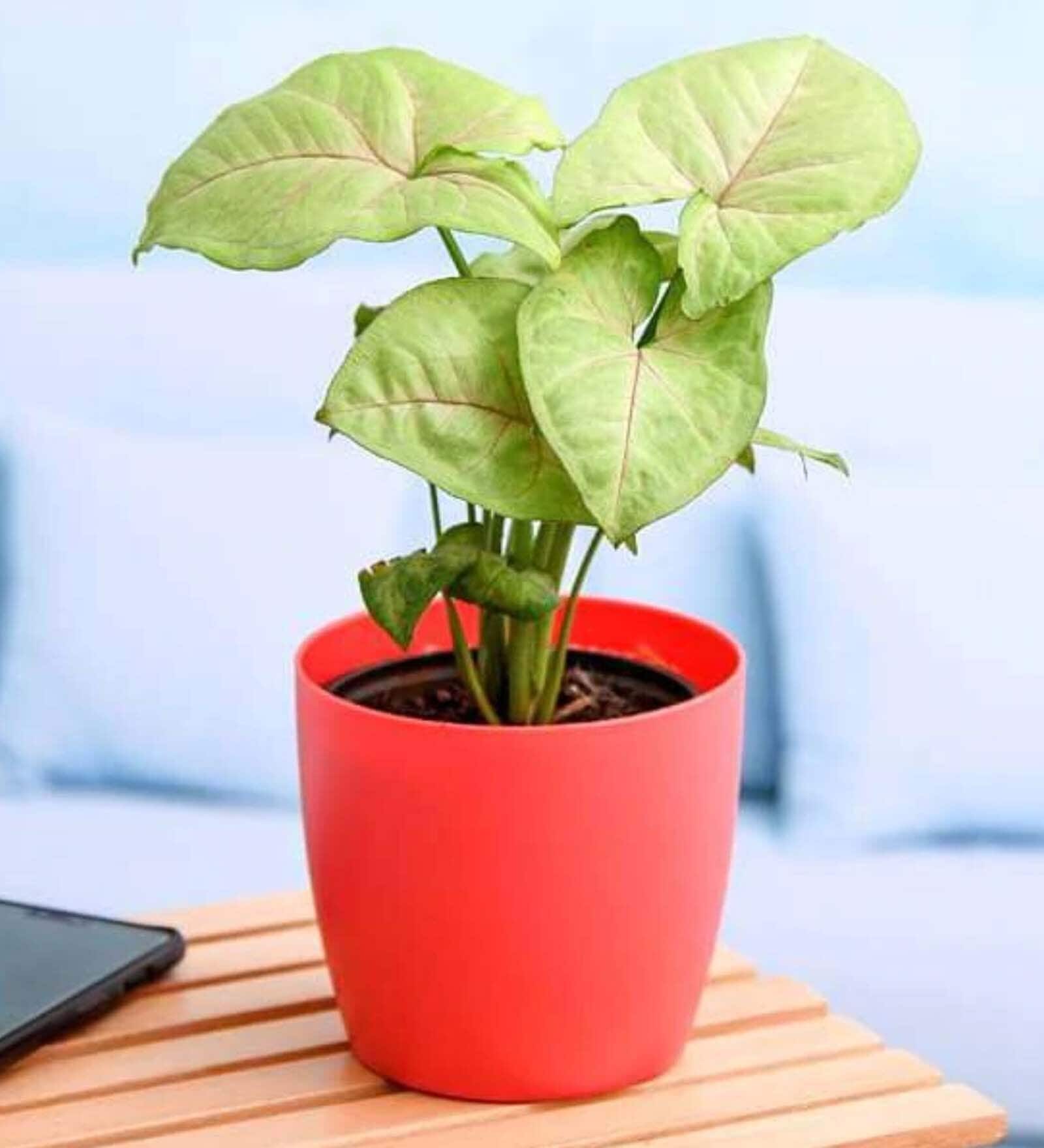 Syngonium Cream Allusion, Syngonium Cream Natural Plant