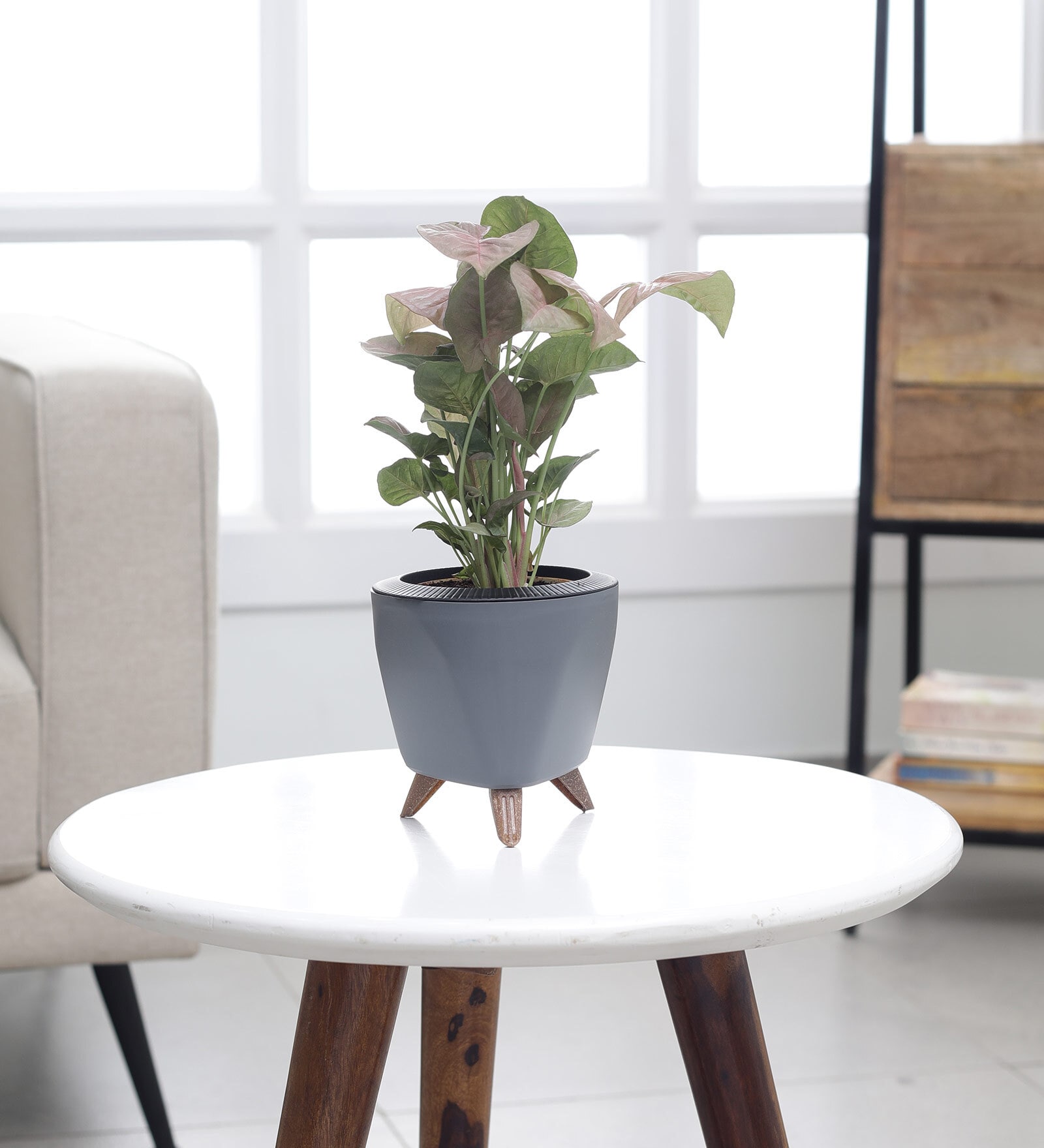 Syngonium Pink Plant With Lagos Grey Plastic Pot