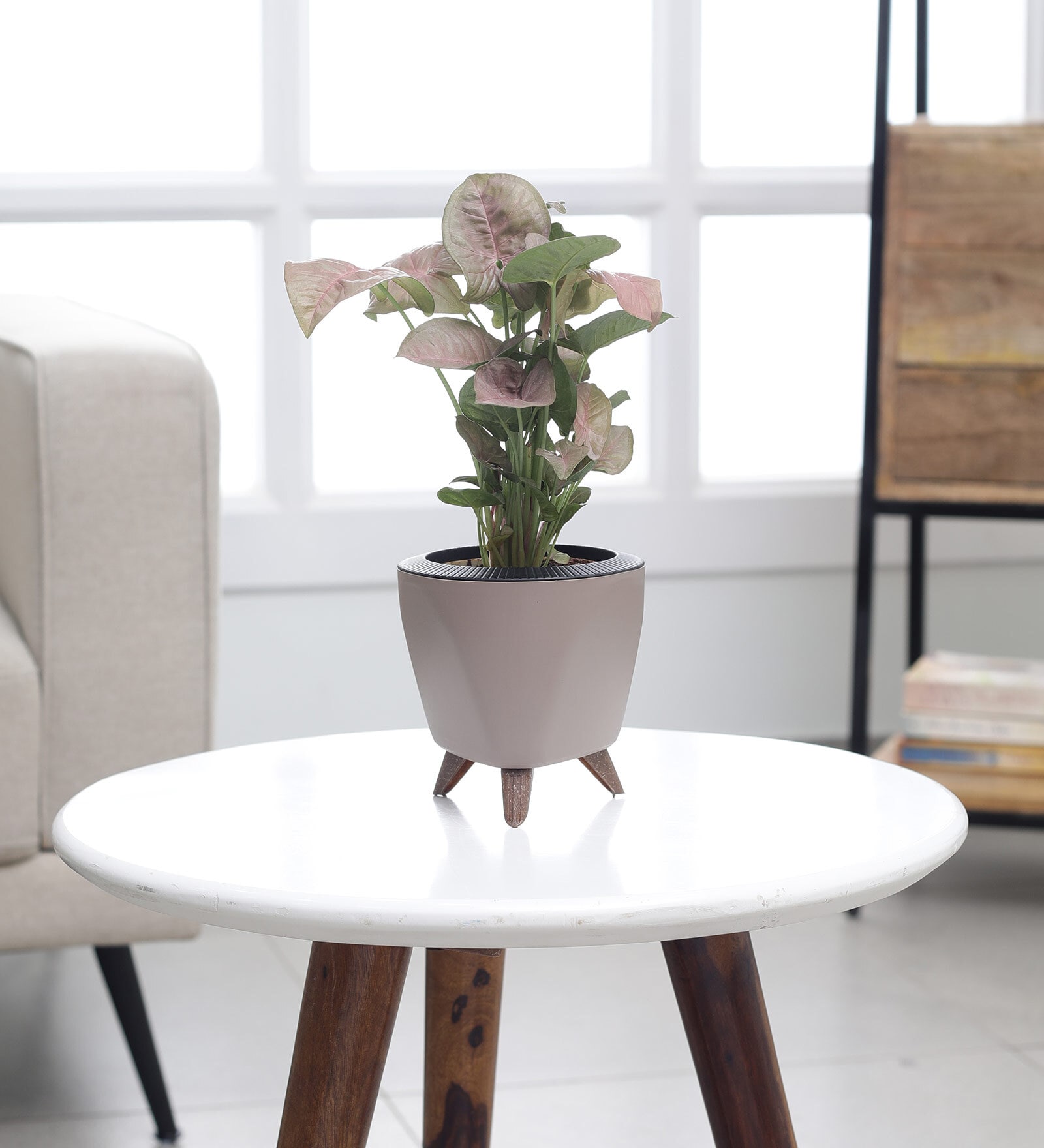 Syngonium Pink Plant With Lagos Mocca Plastic Pot