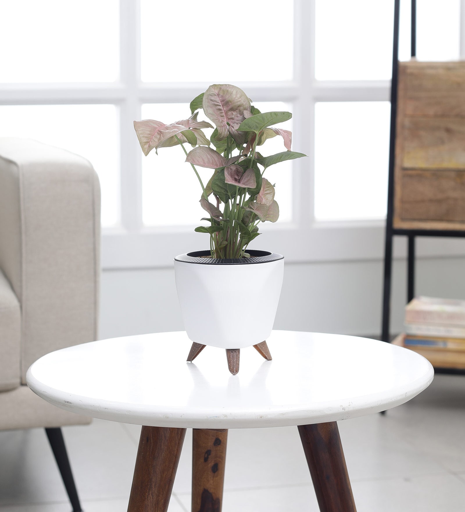 Syngonium Pink Plant With Lagos White Plastic Pot