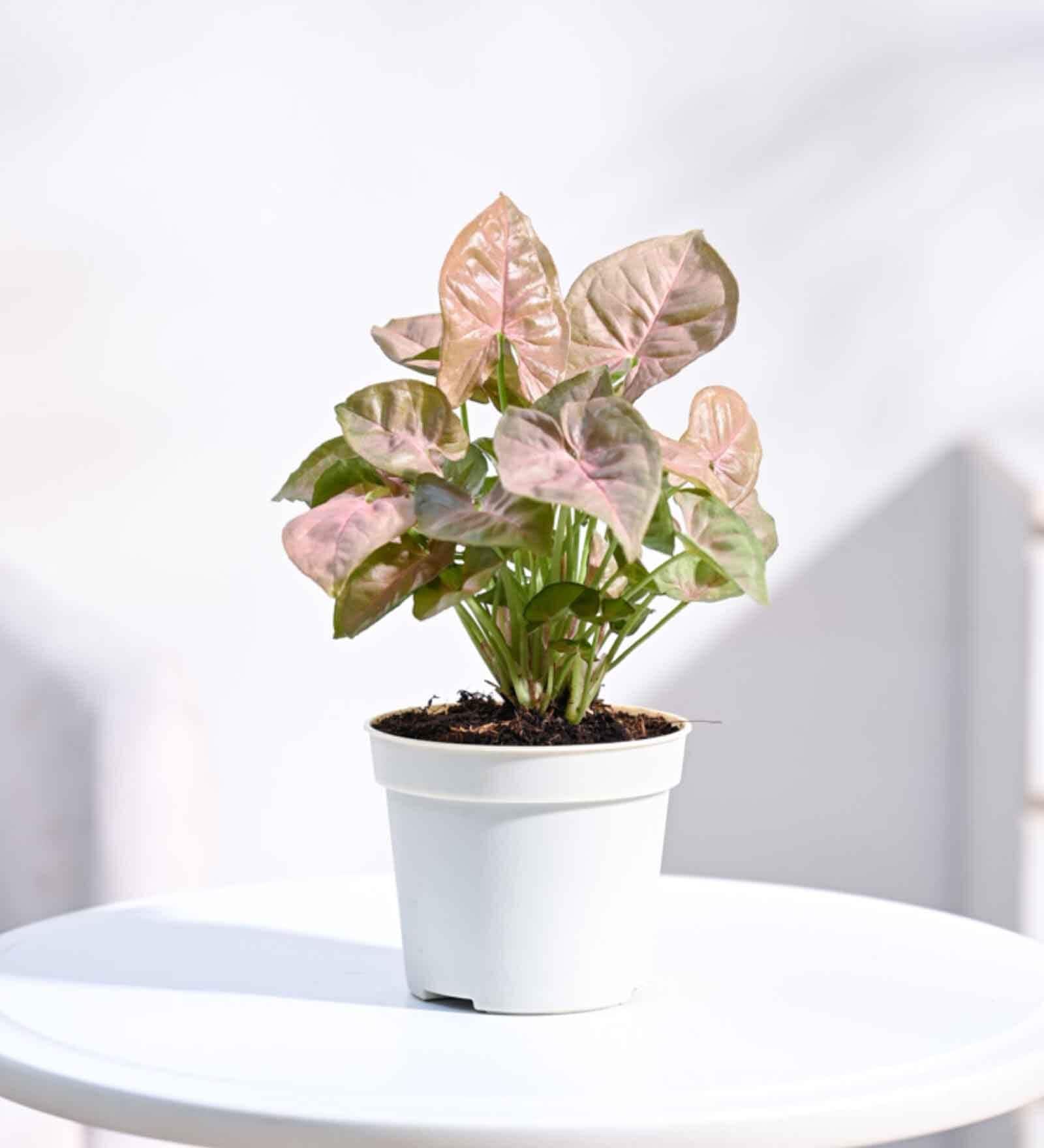 Syngonium Pink Plant Grow Pot