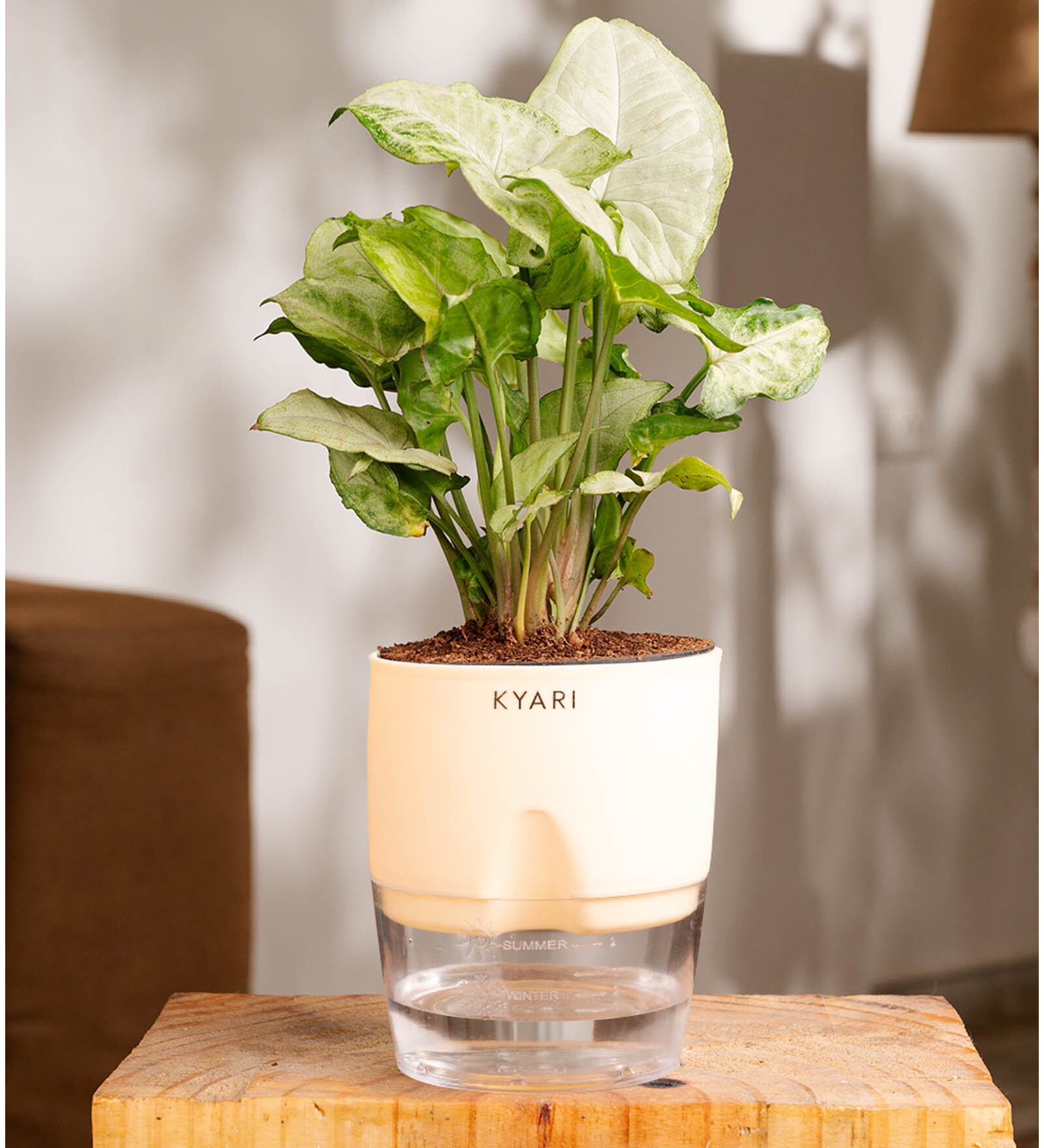Syngonium Pixie Plant With Self Watering  Pot- Cream
