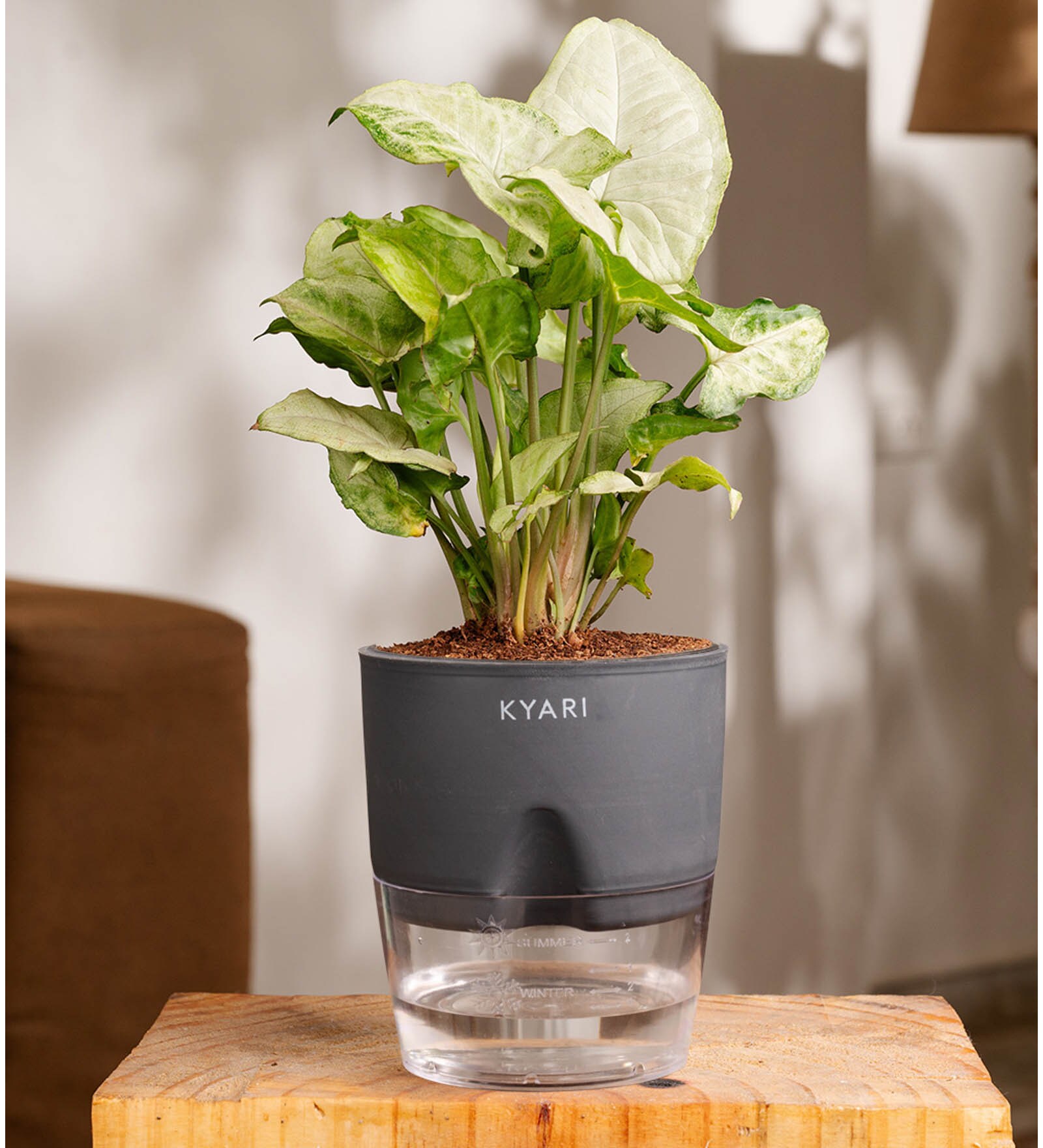 Syngonium Pixie White Plant With Self Watering  Pot- Grey