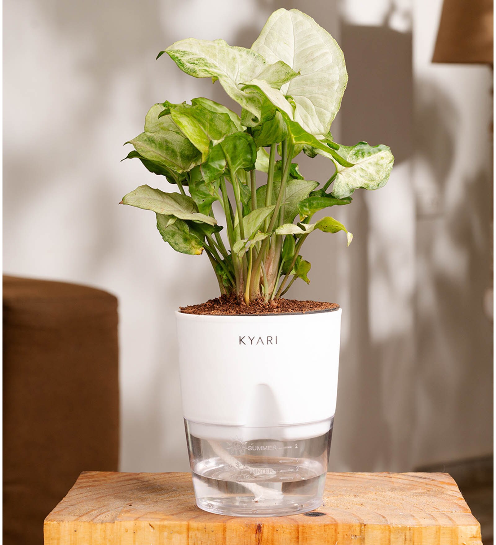 Syngonium Pixie Plant With Pot- White