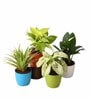 Syngonium, Money , Spider , Peace Lily Natural Plant