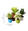 Syngonium, Money , Spider , Peace Lily Natural Plant