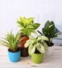 Syngonium, Money , Spider , Peace Lily Natural Plant