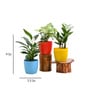Syngonium Peace Garcia Lily Natural Plant