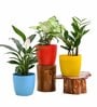 Syngonium Peace Garcia Lily Natural Plant