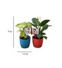 Syngonium Peace Rosso Lily Natural Plant