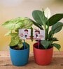 Syngonium Peace Rosso Lily Natural Plant