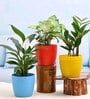 Syngonium Peace Garcia Lily Natural Plant