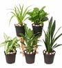 Syngonium, Spider , Peace Lily, Snake , Money Natural Plant